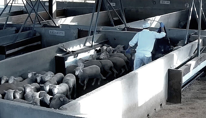 Bien-être animal : des caméras dans tous les abattoirs espagnols ?