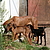 La mère et ses chiots, faméliques. © Fondation Assistance aux Animaux