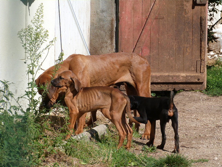 La mère et ses chiots, faméliques. © Fondation Assistance aux Animaux