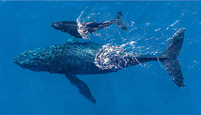 Des drones volent au secours des animaux