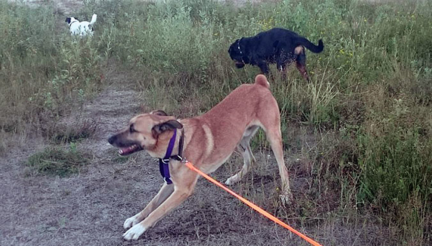 Rubio entouré des 2 autres chiens d'Olivia. © Facebook Olivia S.