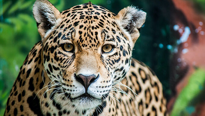 Argentine : la naissance de deux jaguars à l'état sauvage redonne espoir