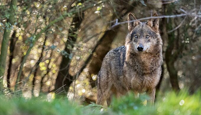 La Cour de justice de l’Union européenne tacle l’Espagne sur la chasse aux loups