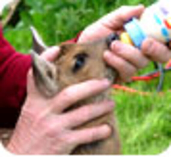 10 000 euros pour soigner les animaux sauvages