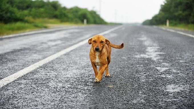 Honteux ! L’homme qui avait traîné son chien à 140 km/h sur le périphérique nantais écope… d’une amende