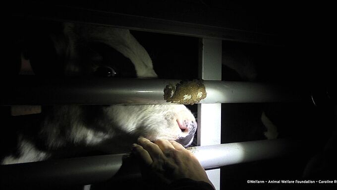 Transport d’animaux vivants au sein de l’UE : la cour des comptes européenne appelle à son tour à des améliorations