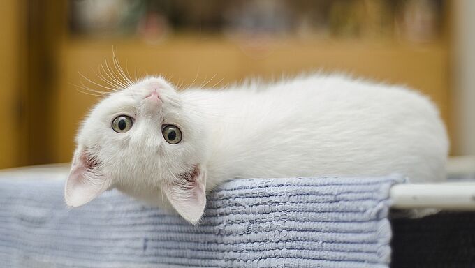 Le FIV du chat : faut-il en avoir peur ?