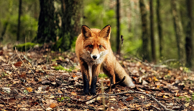 Blessé par un piège à mâchoires, un renard secouru par un centre de soins