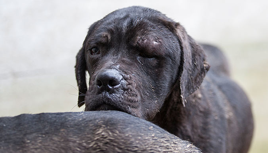 Ces cane corso en détresse ont été secourus par la Fondation 30 Millions d'Amis. © Société Protectrice des Animaux de Carquefou
