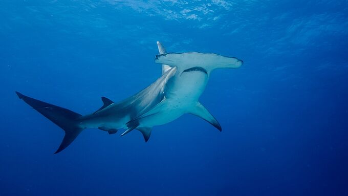 Nausicaá en eaux troubles après la mort de 28 requins-marteaux !