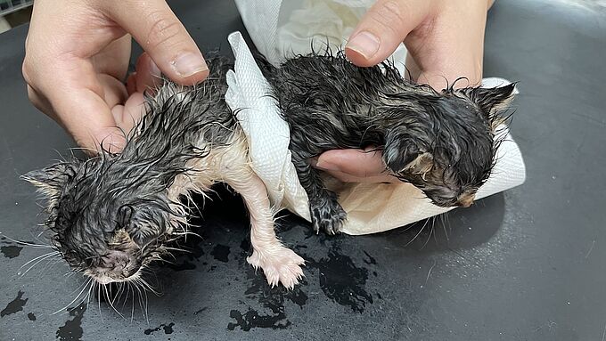 Jetés à la poubelle, ces deux chatons ont été abandonnés dans un sac plastique
