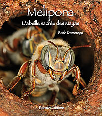 Mélipona, l'abeille sacrée des Mayas
