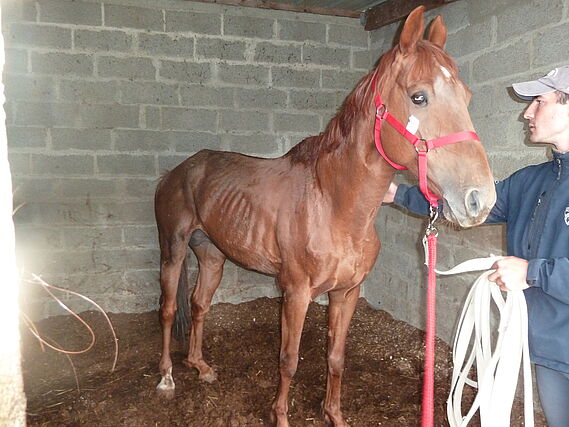 7 chevaux saisis à titre conservatoire par la Fondation