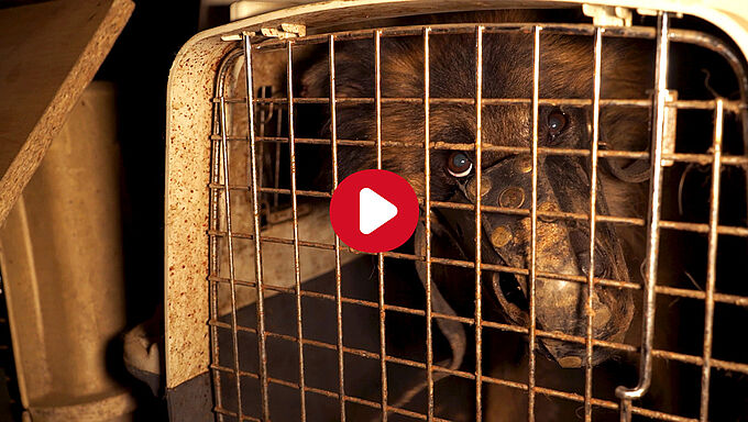 Sauvetage de 9 malinois enfermés dans une cave