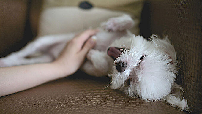 Ce que votre chien veut vraiment vous dire…