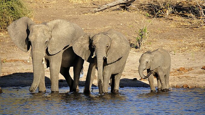Été sanglant au Botswana où une centaine d’éléphants sont retrouvés morts