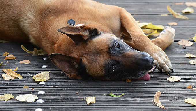 Un cadavre momifié de chien retrouvé chez un agent de la police ferroviaire