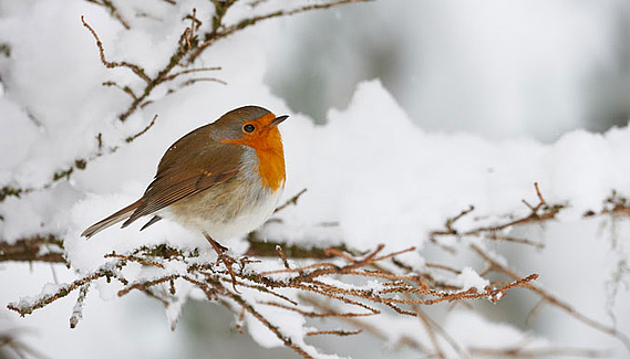 En hiver, aidez les oiseaux à se nourrir !