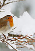 En hiver, aidez les oiseaux à se nourrir !