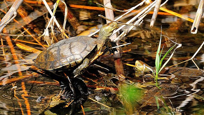 Victimes d’un trafiquant, ces tortues protégées retrouvent la vie sauvage