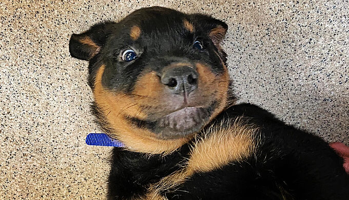 Aveugle, abandonné, ce chiot va passer les fêtes entouré d'amour. Découvrez son destin bouleversant