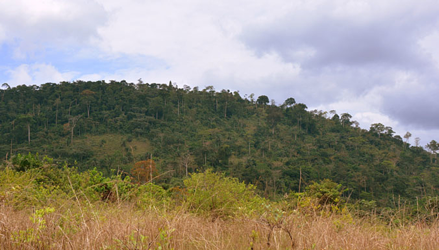 Le centre sera implanté dans la forêt Kobio, dans la province du Kongo Central.