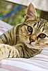 10 comportements du chat expliqués aux humains