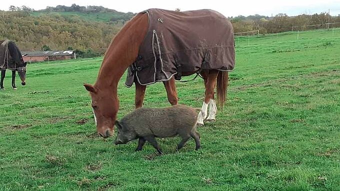 Le sanglier Pumba, ami des chevaux, disparu après un coup de feu