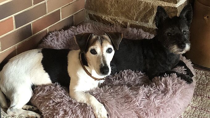 Opération Doyens : après la perte de ses maîtres, Gamewood rebondit chez deux sœurs au grand cœur