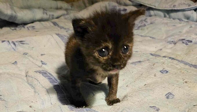 Ce chaton miraculeusement sauvé après avoir été trouvé dans un sac rempli d’eau
