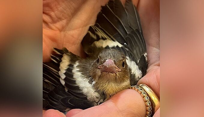 Elle sauve un oiseau en difficulté à Paris