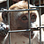 Environ 150 singes vont être euthanasiés au parc animalier La Pinède des singes. © Fondation 30 Millions d'Amis