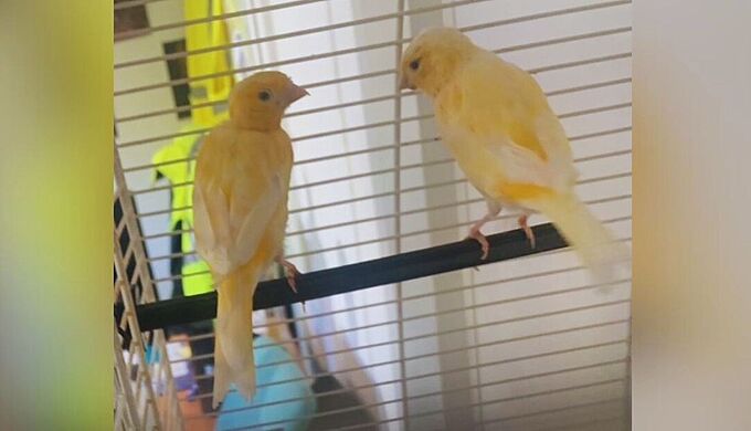 Des agents de propreté sauvent des canaris… découverts dans un sac poubelle !