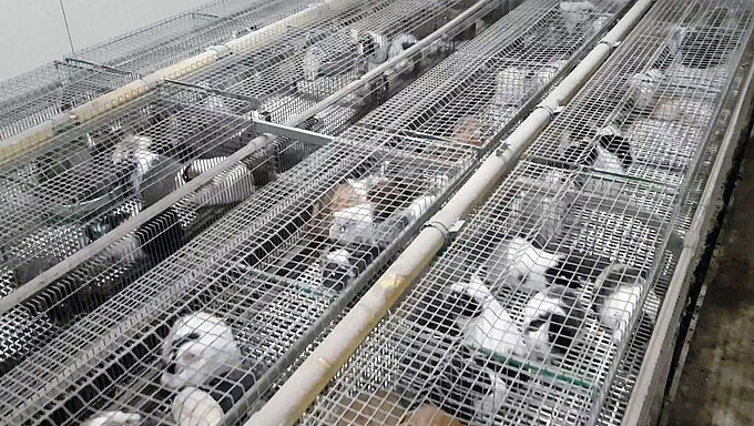 L’horreur d’un élevage de rongeurs fournissant des animaleries !