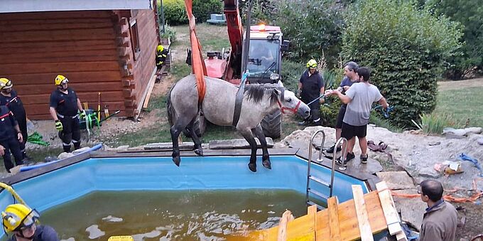 Les sapeurs-pompiers sauvent une jument et son poulain tombés dans une piscine