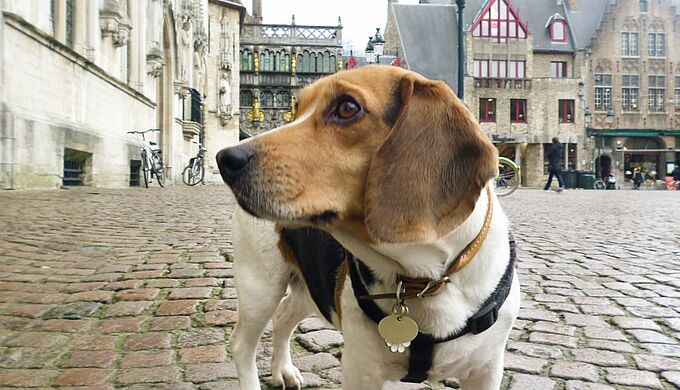 Le bien-être animal fait son entrée dans la Constitution belge