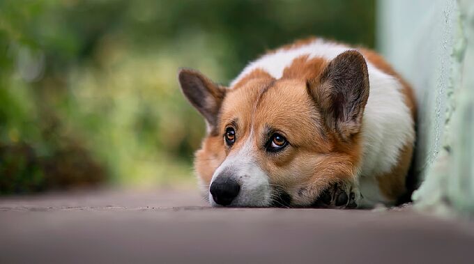 Macabre ! Un chien décapité par ses maîtres avec des outils de jardinage