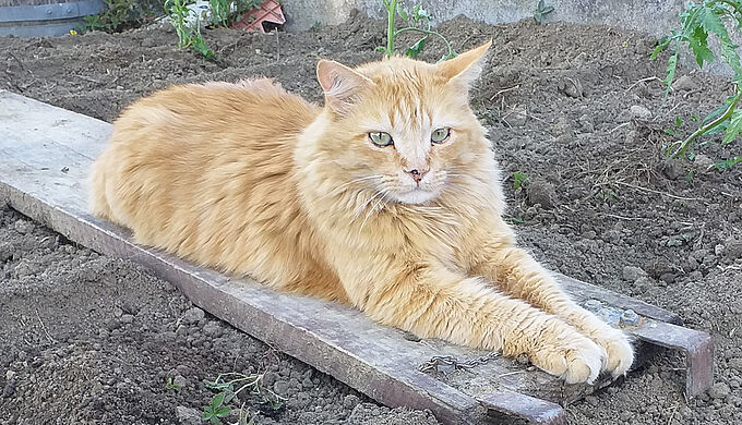 Brûlé et au bord de la mort, ce chat a trouvé une famille aimante