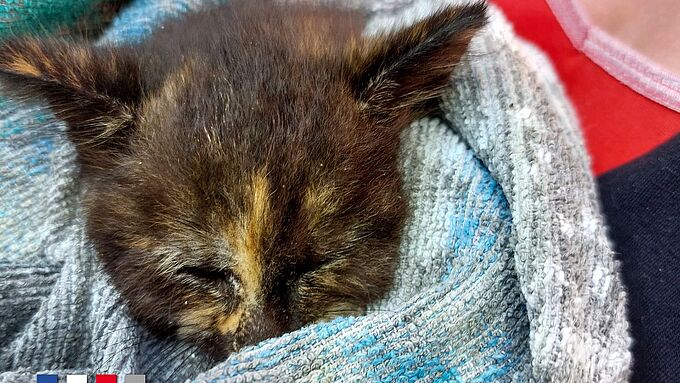 « Miracle » : un chaton sauvé après avoir passé 48h dans un puits