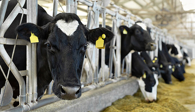 Salon de l’Agriculture 2023 : les Français prêts à changer de modèle d'élevage