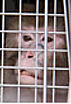 La Fondation organise la réhabilitation de sept singes de laboratoire