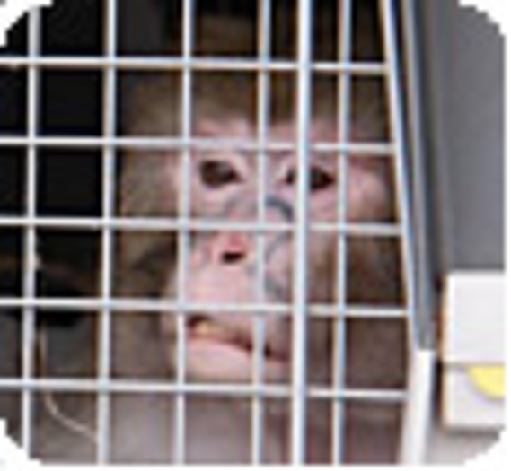 La Fondation organise la réhabilitation de sept singes de laboratoire