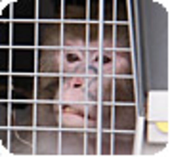 La Fondation organise la réhabilitation de sept singes de laboratoire