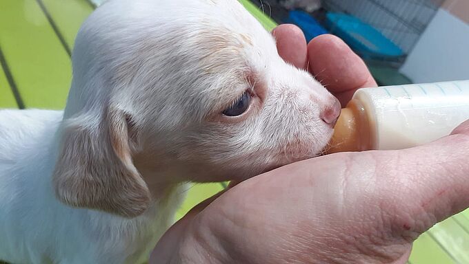 Un chiot abandonné dans une benne à ordures depuis 2 jours