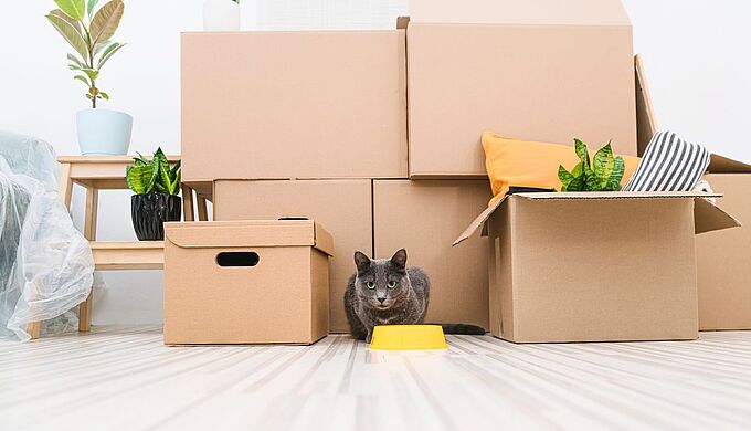Je déménage, comment ne pas perturber mon chat ?