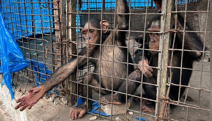 Un projet scandaleux de transfert de chimpanzés vers le zoo de Kinshasa 