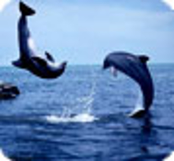 Le sauvetage du dauphin Nari en Australie
