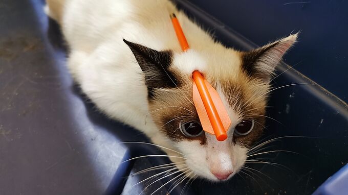 Ce chat errant reçoit une flèche en pleine tête : la Fondation 30 Millions d'Amis porte plainte