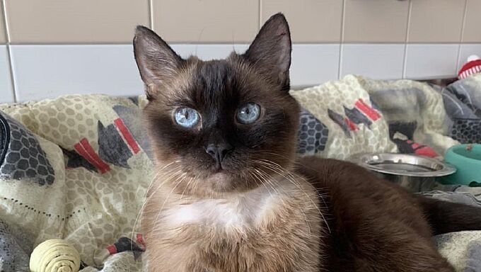Adopté malgré un diabète, Océan nage en plein bonheur
