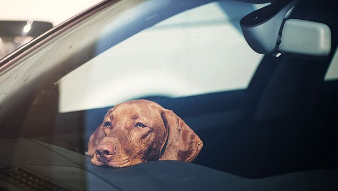 10 chiens enfermés dans une voiture en pleine chaleur : la Fondation 30 Millions d'Amis agit et tire la sonnette d'alarme !